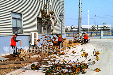 常州綠化養(yǎng)護|百科